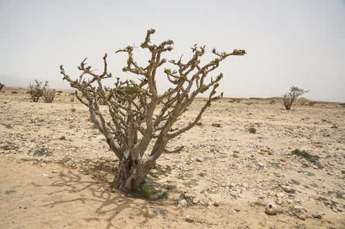 موس