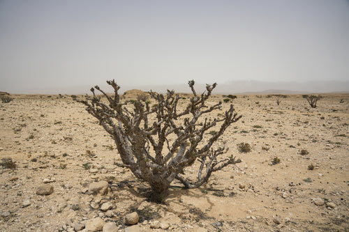 آنكور