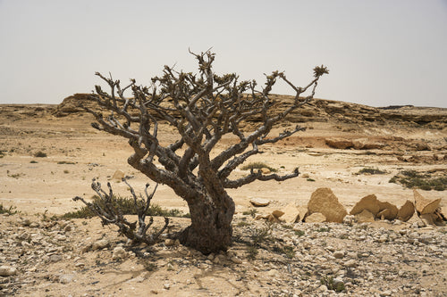 بونساي