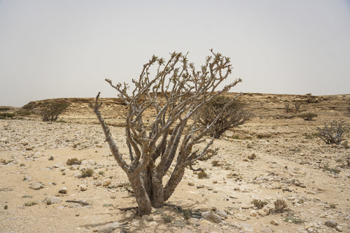 سويبت أواي