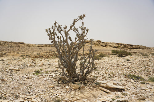 ايمبير