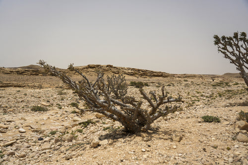 لانترن