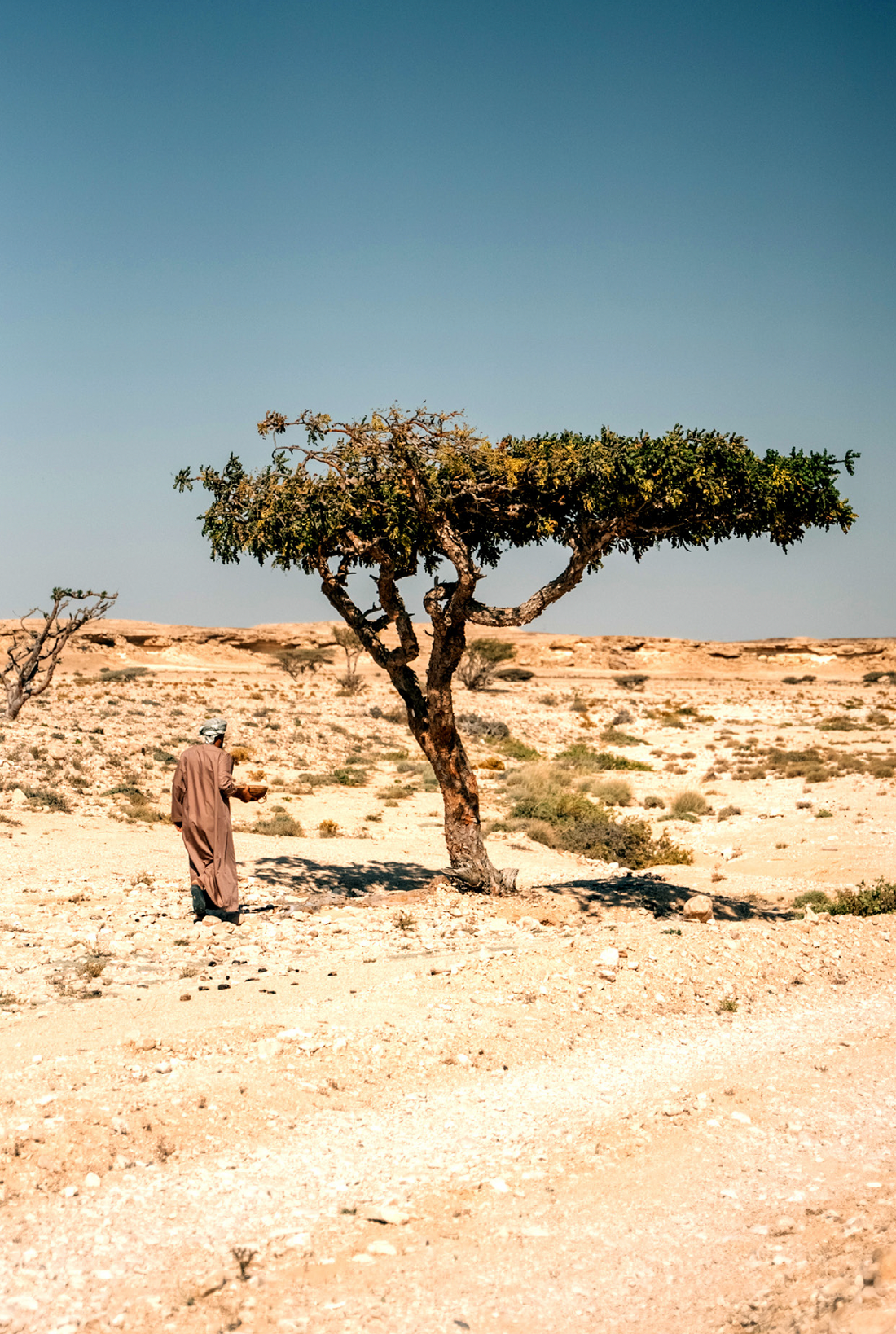 The Wadi Dawkah Spring Update