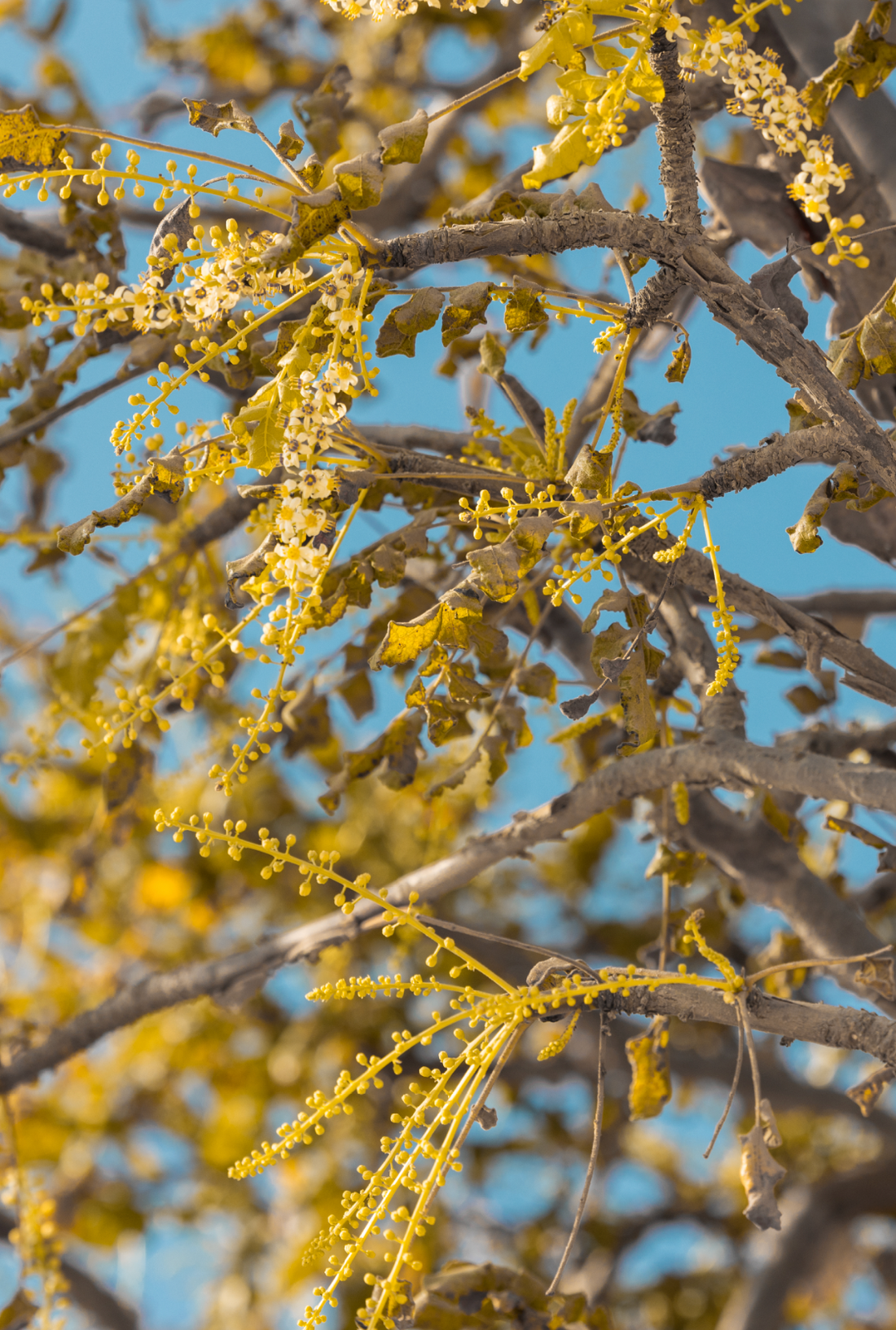 Wadi Dawkah Winter Update