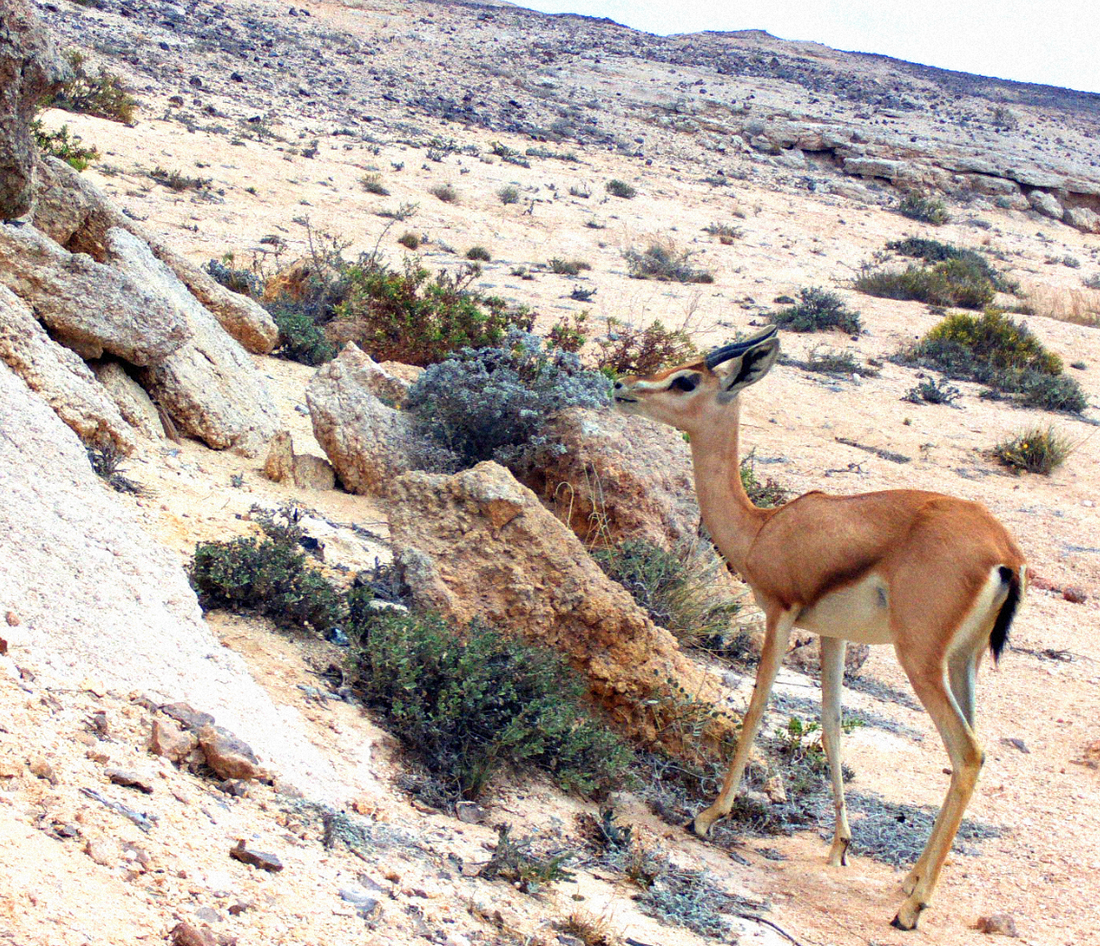 The Wadi Dawkah Summer Update