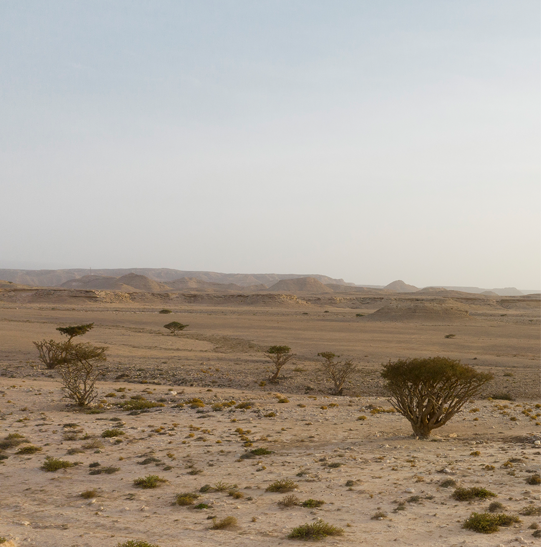 Blazing the Frankincense Trail: Wadi Dawkah Earns FairWild Certification