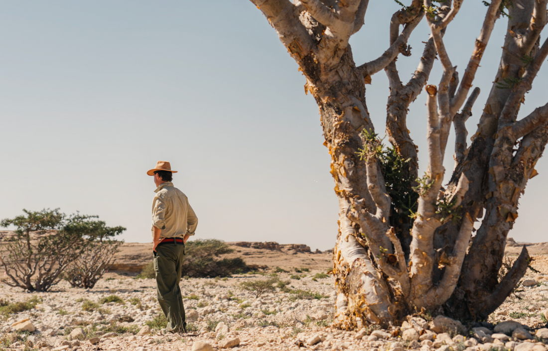 Podcast – Jewel of Arabia – a conversation about Frankincense and the future of Wadi Dawkah