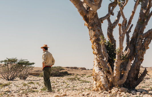 Podcast – Jewel of Arabia – a conversation about Frankincense and the future of Wadi Dawkah