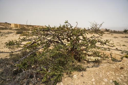 Mangrove