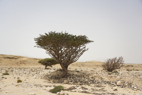 Elm