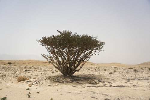 Foliage