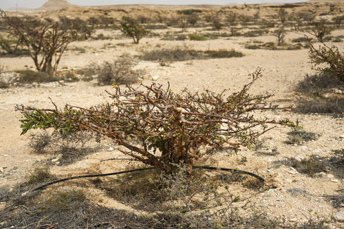 Acacia