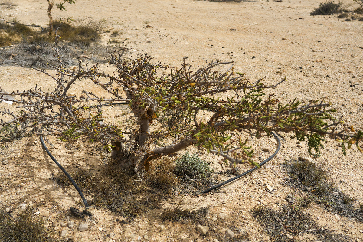 Collections – Wadi Dawkah