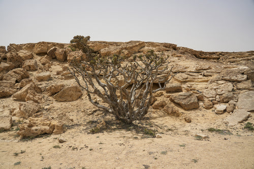 Laleh