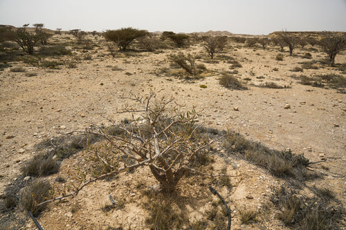 Oasis
