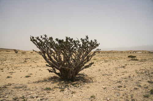 Marjan