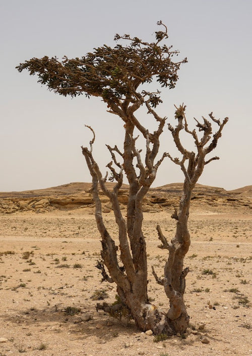 Socotra